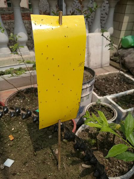 粘虫板应用实例1