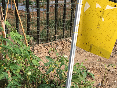 粘虫板应用实例1