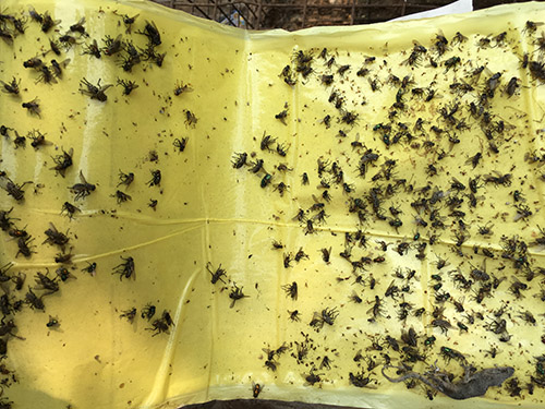 粘虫板应用实例1