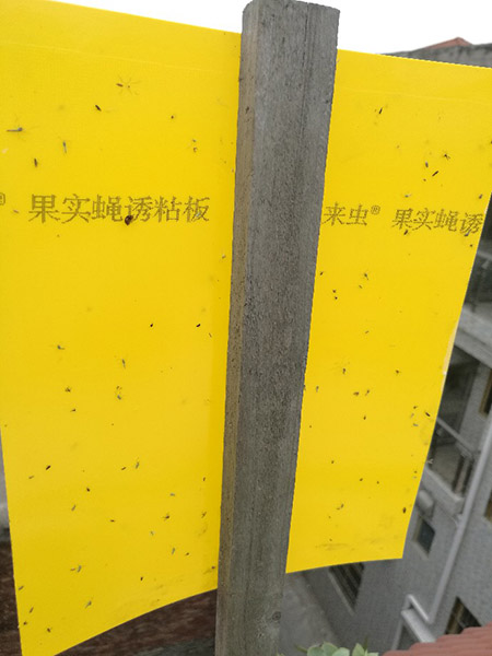 粘虫板应用实例2