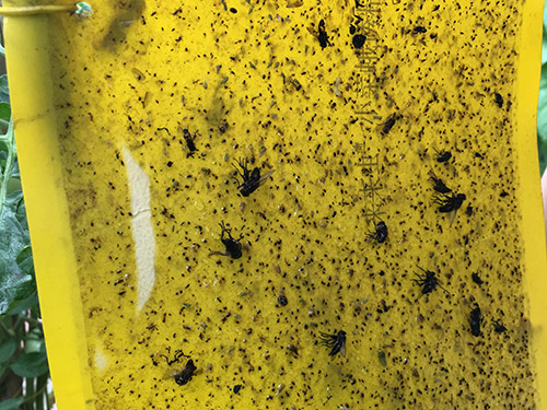粘虫板应用实例1