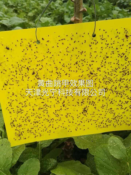 粘虫板应用实例2
