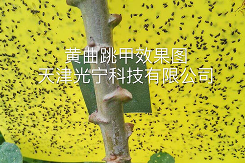粘虫板应用实例1