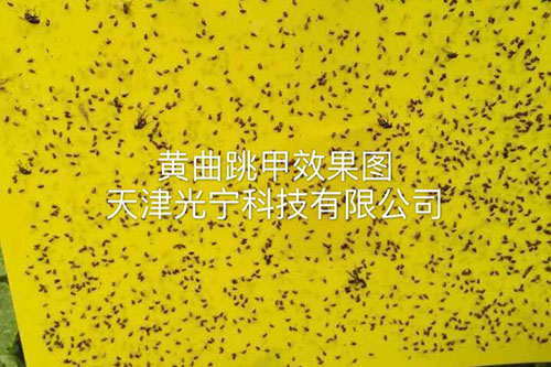 粘虫板应用实例2