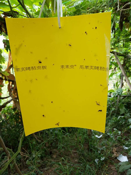 粘虫板应用实例2